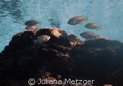 Fish by Juliana Metzger 